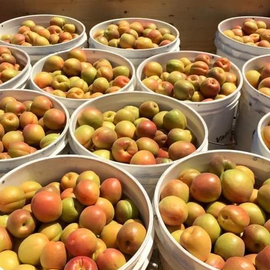 🏭 Nikea Farm 🏭
🌐 nikeafarm.com
☎️ WhatsApp 0542 655 94 63
✅ Fresh Apricot
✅ Origin TURKEY
✅ Hight quality
#nikeafruit
#nikeafarm
#nectarine
#apricot
#freshapricot