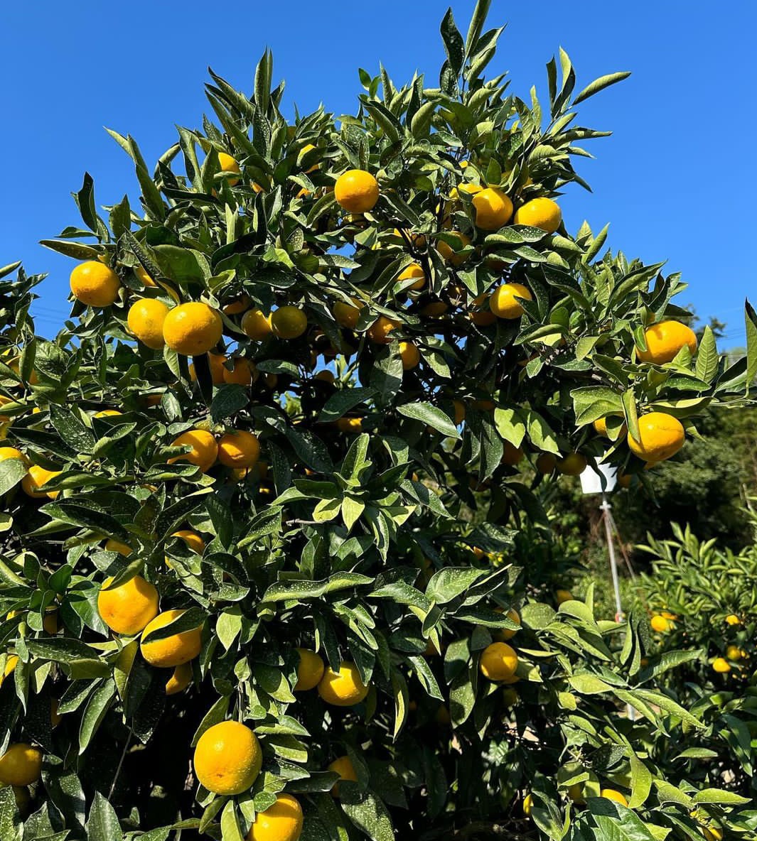 Citrus can be grown in a wide range of soil and climatic conditions. Ideal temperatures range from 20-34°C Proper site selection is key to successful citrus growing; ensure the selected site meets the soil and climatic conditions. Choose a warm location that receives plenty of