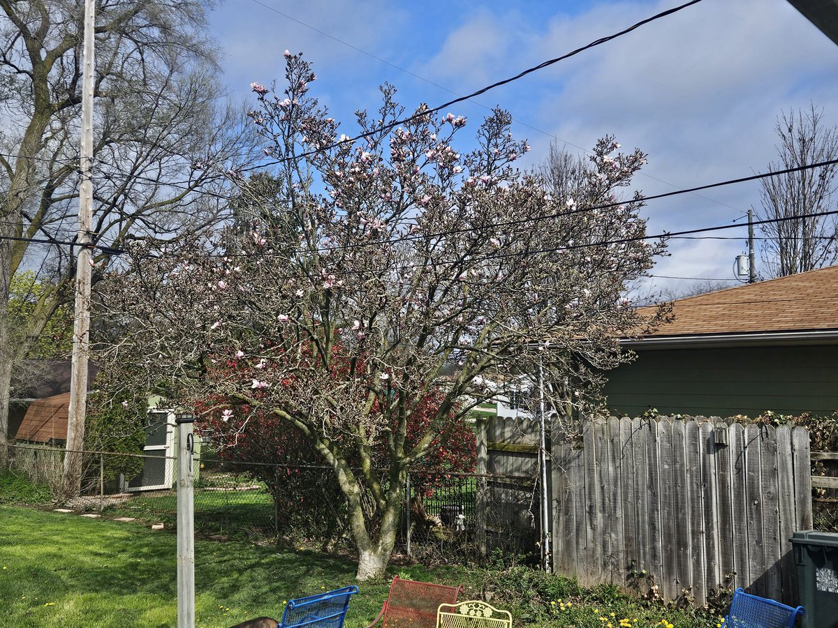 czvnwd's tweet image. Spring is trying to make an appearance. 
#MichiganSpring
#MagnoliaTree