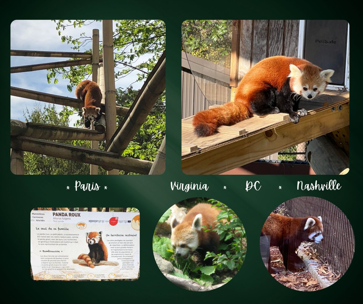 So...my little obsession with the lesser panda may have started in Vienna, but it didn't end there! 😂 That's when I learned that RED PANDAS are on the list of endangered species, mostly due to loss of habitat. worldwildlife.org/species/red-pa…