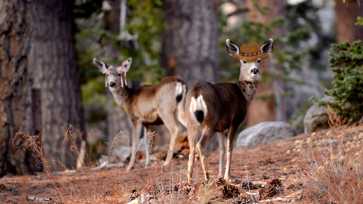 CAStateParks tweet picture