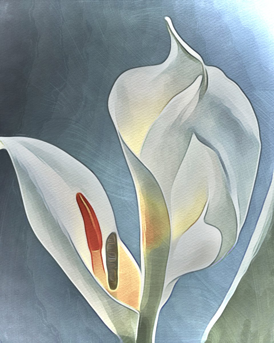 held
in the inner sanctum
the calla lili’s heart

 #vssnature