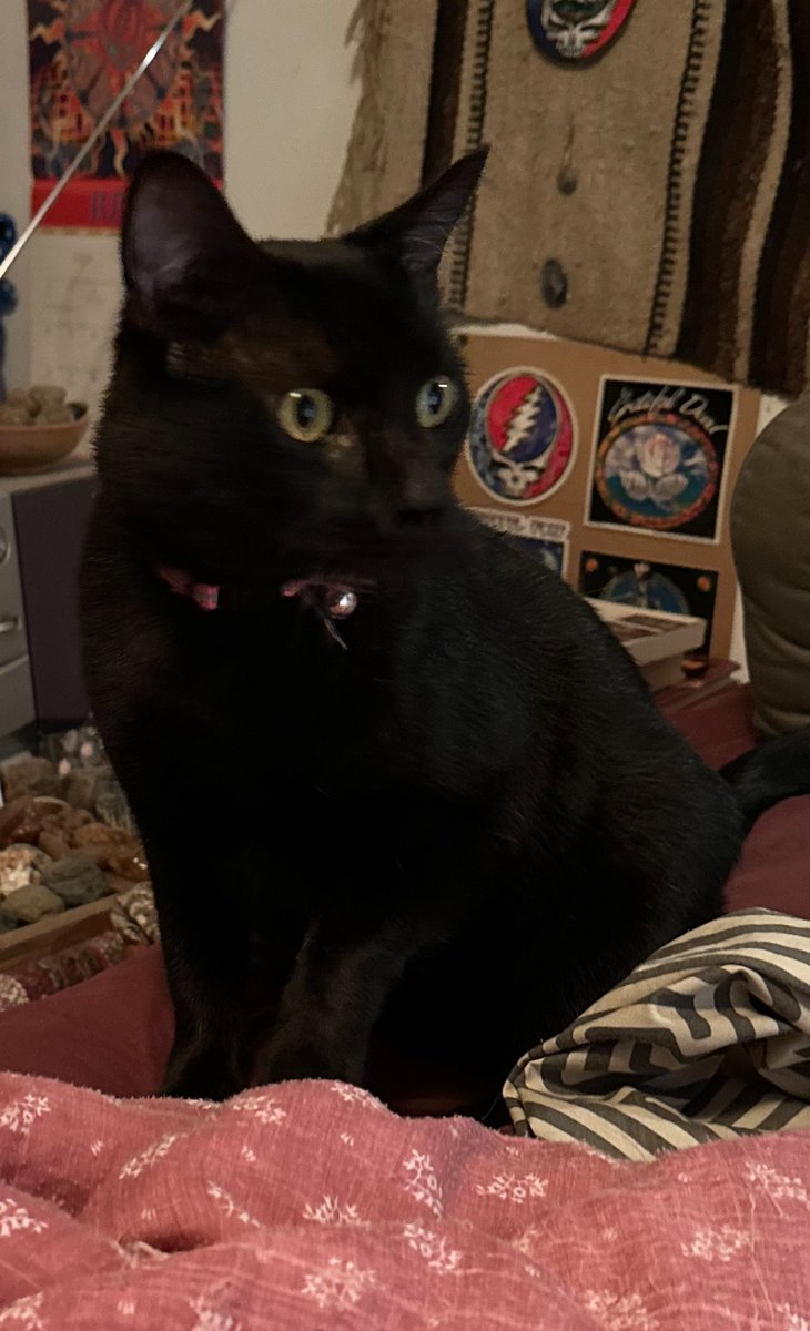 Boots and Binx: bonded bros tweet media