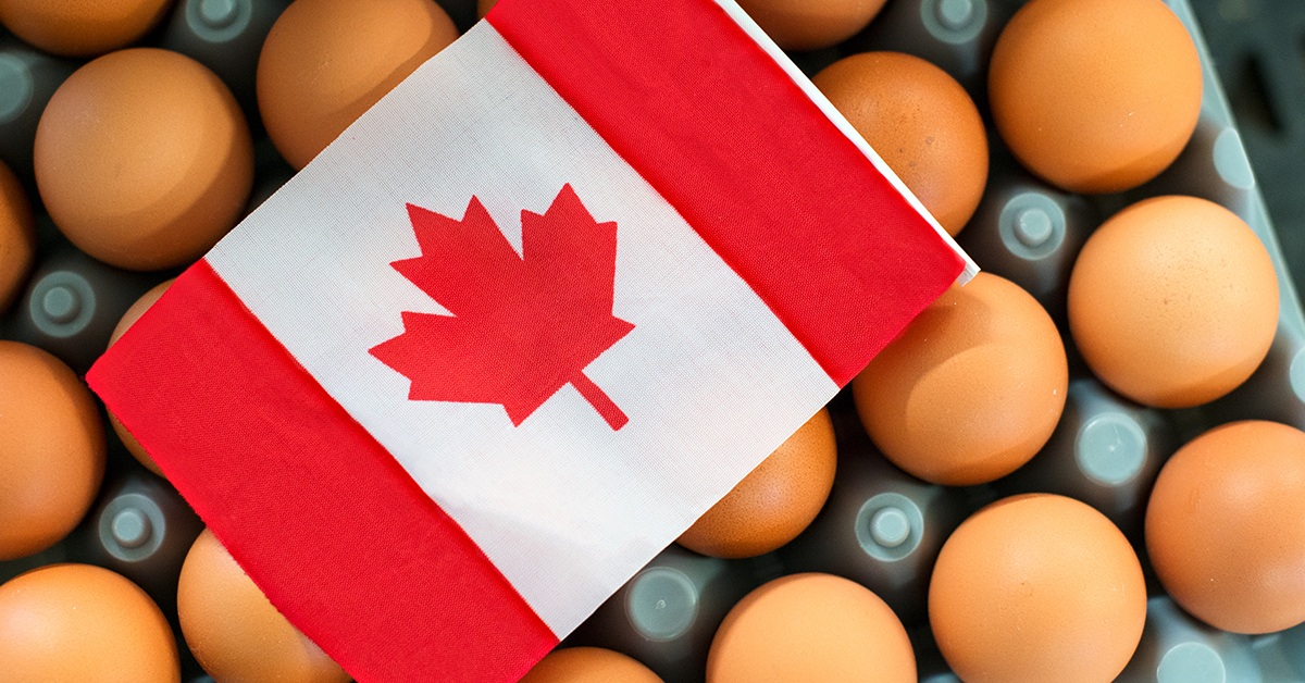 Les œufs sont réellement un aliment de base au Canada : ils stimulent l’économie et contribuent à la vie locale. Consultez notre infographie sur l’incidence du secteur ovocole canadien : tinyurl.com/yj4r3798