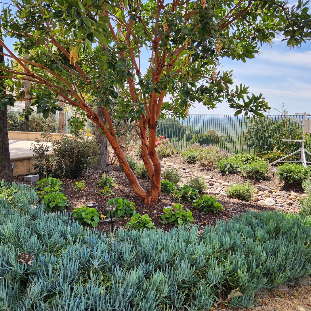Experience the beauty of California-friendly flora in our stunning WaterWorks Demo Garden at the District headquarters. Visit our website for a map and flyover tour! 

#SMWD #SMWDwater #yourwater #waterdistrict #WUE