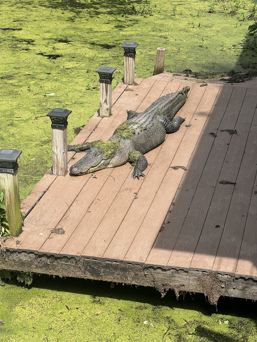 i do not want to work i want to sunbathe on my swamp deck