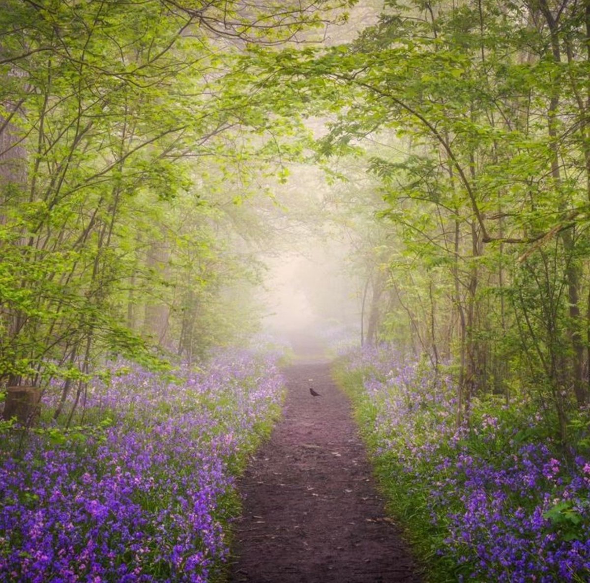 The mind can go in a thousand directions But on this beautiful path, I walk in peace. With each step, the wind blows. With each step, a flower blooms. Thich Nhat Hanh Photo by albertdrosphotography