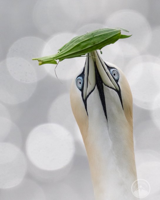 🏆 #FSPrintMonday Winner Announcement 🏆⁠ ⁠ 🥇 Congratulations @Bru_Mog A beautifully timed and composed shot of this handsome Gannet. The bokeh really brings focus to the subject. #Photography #foreveryprint #powerofprint #Fotospeed