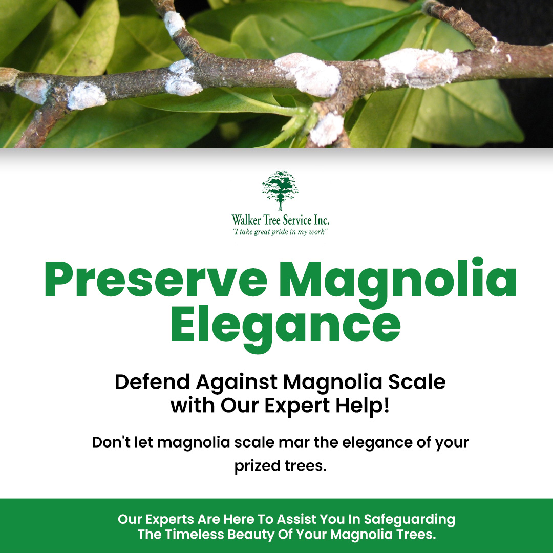 TreeWalker's tweet image. Our team is here to safeguard the elegance of your magnolias, ensuring they continue to grace your surroundings with their majestic presence. Let us help you protect and maintain the natural charm of your trees today! 
 #PreserveMagnoliaElegance #WalkerTreeService #TreeService