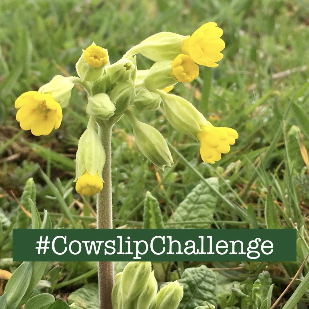 wildflower_hour's tweet image. Have you seen a Cowslip in bloom this year? This week’s challenge is to find one and share your pics for #wildflowerhour this Sunday using the hashtag #CowslipChallenge. Happy flower hunting! 💛