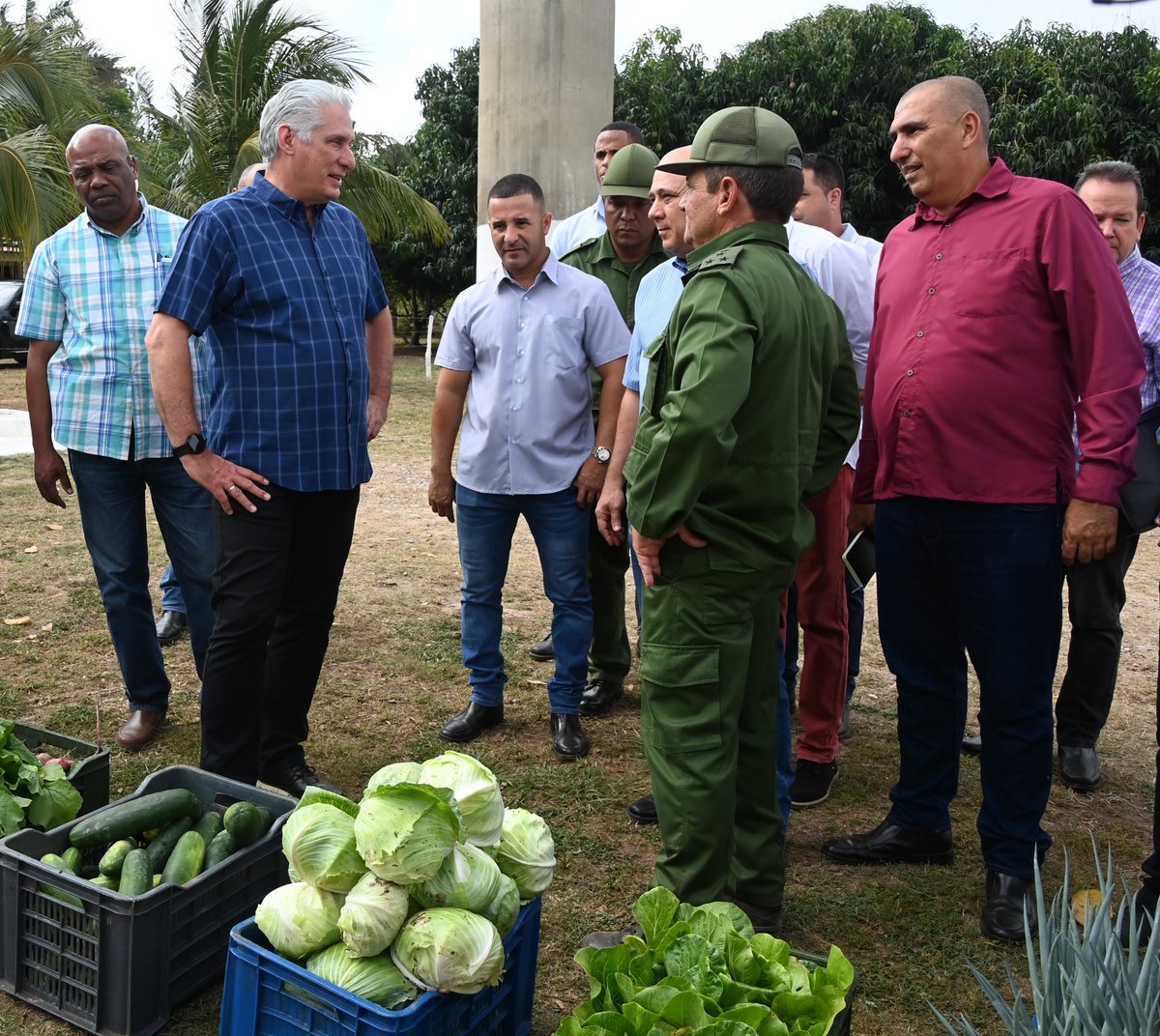 @DiazCanelB El organopónico 'La Celia' fue el siguiente punto del recorrido de @DiazCanelB. Tras varios años con muy malos resultados, desde el pasado mes de marzo miembros de las Fuerzas Armadas Revolucionarias han devuelto la vitalidad a estas tierras donde ya se cosechan varios productos.