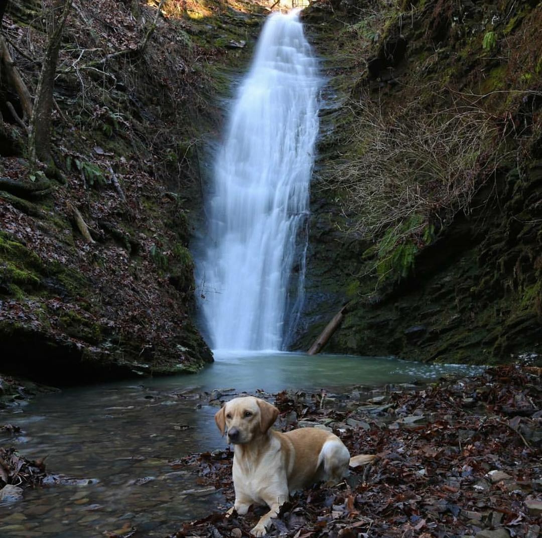 Just a good boy living his best life under Broken Bow's waterfalls. Canine life at its finest! 🐶💧
.
.
#brokenbow #brokenbowok #brokenbowoklahoma #hochatown #beaversbend #brokenbowcabins #travelok #travel #vacation #oklahoma
📷paddlebeaversbend