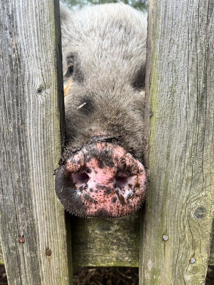 WPApigs's tweet photo. Peekaboo🐽🐽
#waterside #watersideway #happychildrenlearn https://t.co/0ka3y71aIE