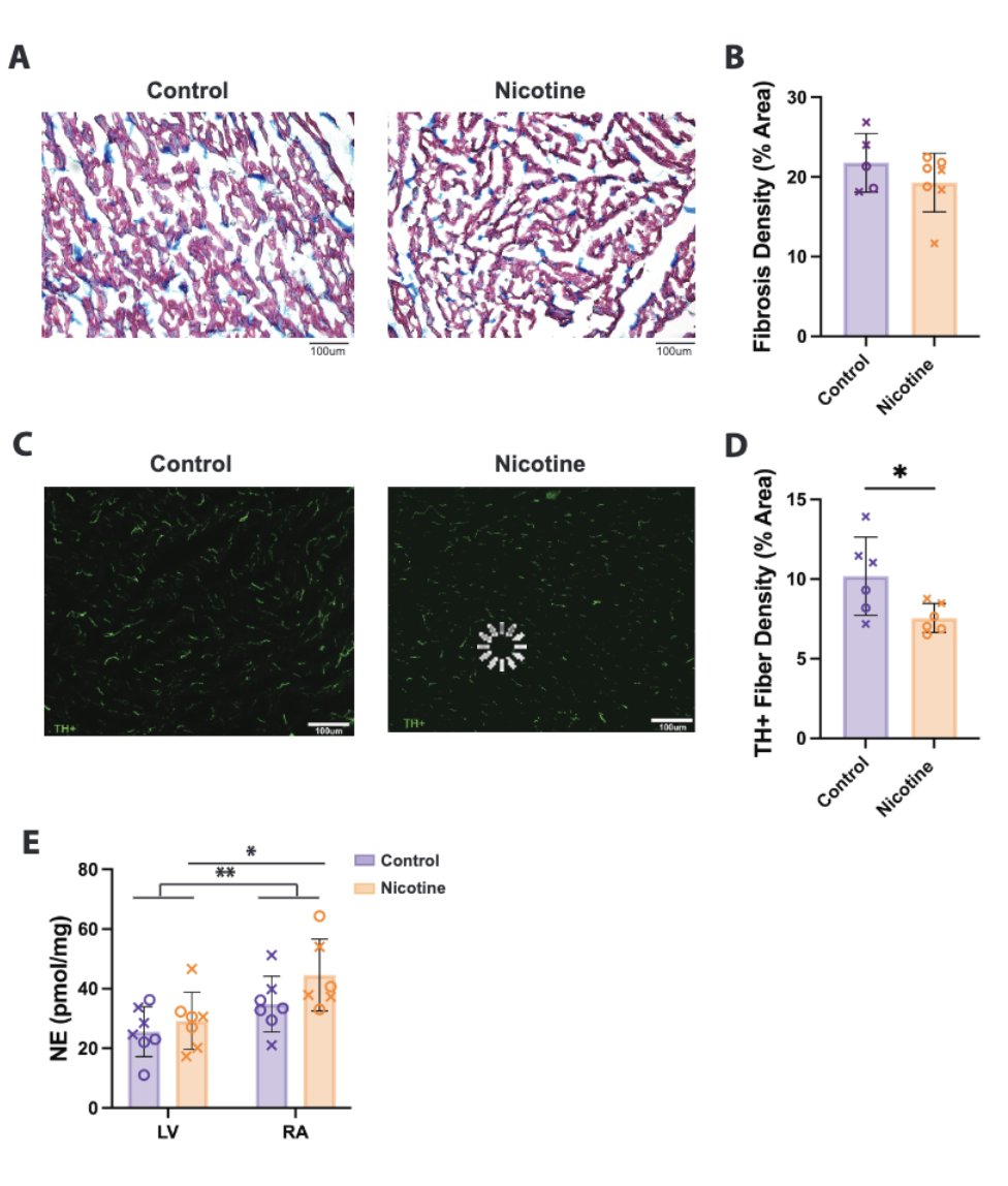 #ArticlesInPress:  Chronic nicotine exposure is associated with electrophysiological and sympathetic remodeling in the intact rabbit heart
Amanda Guevara et al.
ow.ly/e72i50RieGu
@UCDAVISPharmac1
#actionpotential  #arrhythmia  #calcium