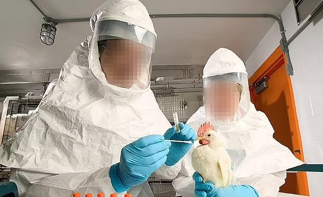 austin frisch tweet media