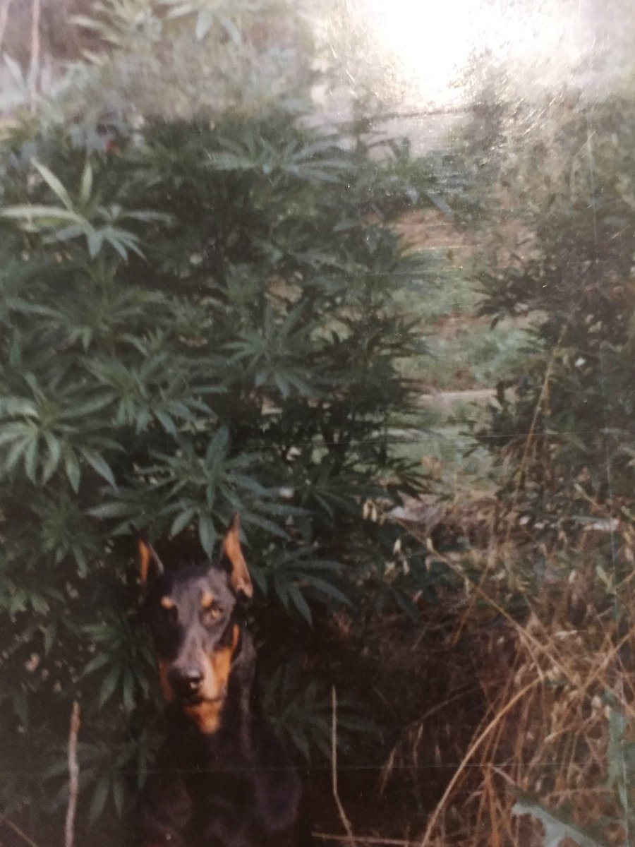 This is a pic of the Maui wowie I grew in the 80’s. I’m still growing those genetics to this day. And that was Zuess the smartest dog I’ve ever had.