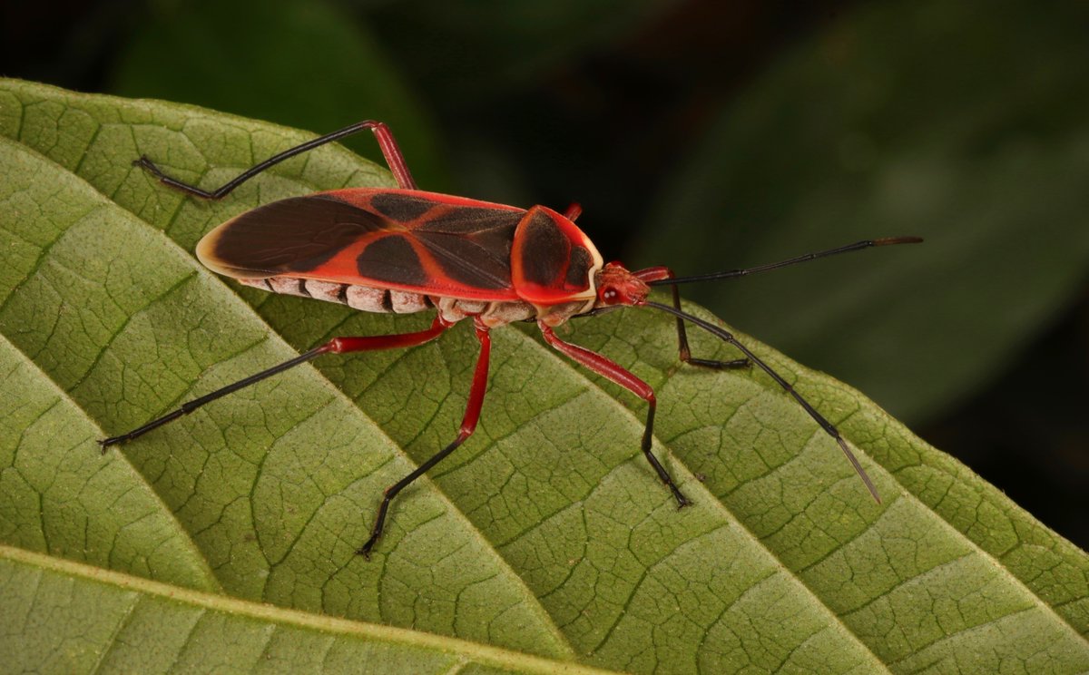 Pyrrhocorid Red #Bug (Melamphaus rubrocinctus, Pyrrhocoridae) flic.kr/p/2jKmDvc #insect #Yunnan #China #entomology #Hemiptera #itchydogimages