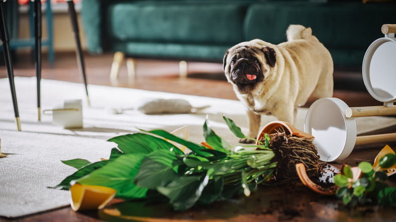 #RobotVacuums can make a sparkling clean home look effortless.✨🤖 🧹Refresh your floors for spring and beyond by finding the best model for your household - pets and all!🐾 smartmove.us/learn/devices/… #springcleaning #smarttech #smarthome #djroomba