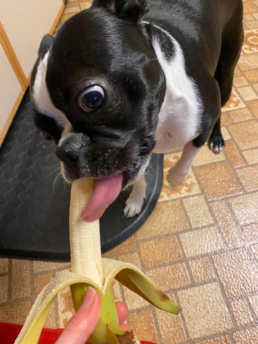 It bees one of the bestest days of da year…#NationalBananaDay 🍌 me no can help meself, they is jus so a-peel-ing!!! 🍌🐒🍌

#BananaDay #dogsoftwitter #dogsofx #bostonterrier #WontLookWednesday