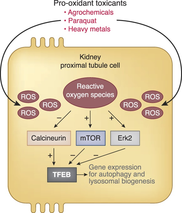 Chronic interstitial nephritis in agricultural communities (CINAC) is an epidemic of kidney disease affecting tropical & subtropical regions. This Review draws similarities between the kidney injury phenotype of these patients & mice treated with paraquat bit.ly/CJASN0312