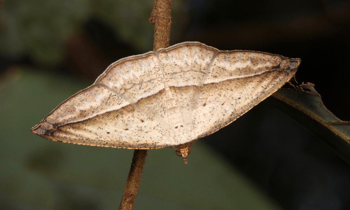 Geometrid #Moth (Nadagara sp., Ennominae, Geometridae flic.kr/p/2iSExBy #insect #Yunnan #China #entomology #Lepidoptera #itchydogimages