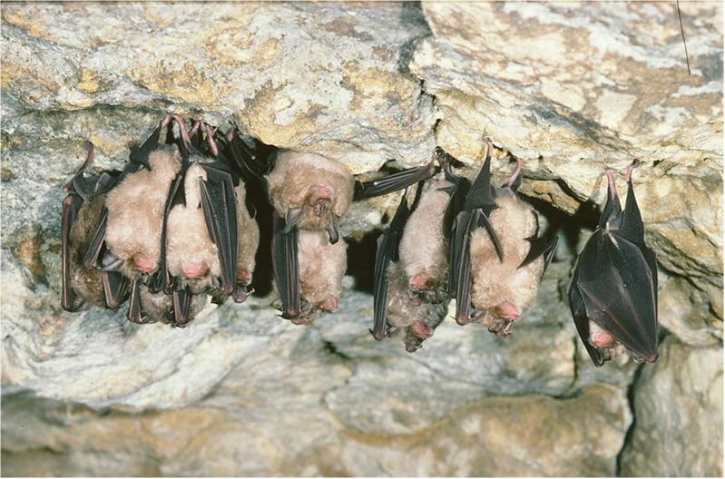 🦇 Happy International Bat Appreciation Day! 🌟 Since the 1990s, NE has partnered with @_BCT_ to monitor 11 bat species, protecting their habitats and populations. 📈 Let's celebrate the efforts to safeguard these amazing creatures! #NBMP