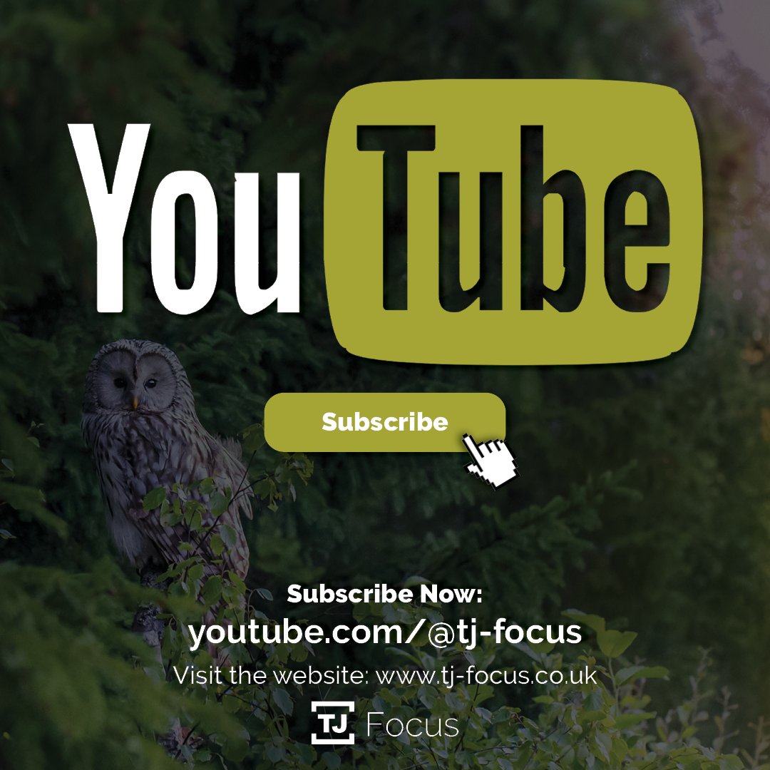 We're now on YouTube! Come and join us as we grow our channel and find out how thermal imaging and night vision can help you in all of your favourite outdoor hobbies. youtube.com/@TJ-Focus #youtube 

#subscribe #nature #wildlife #OutdoorAdventures