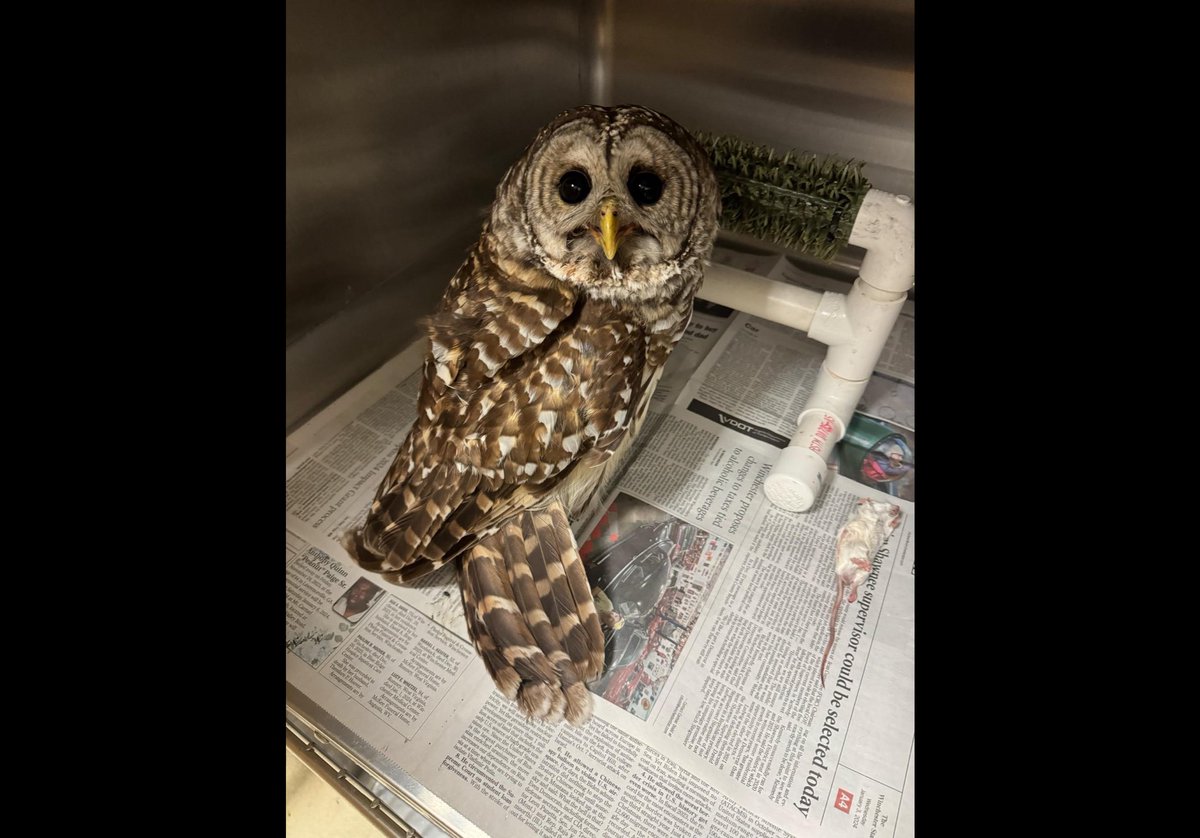 This barred owl was found down in the middle of a roadway earlier this week with minor eye damage and signs of head trauma. With time, anti-inflammatories, pain medication, and eye medications, we are hopeful for a full recovery for this beautiful patient. Do your part to keep…