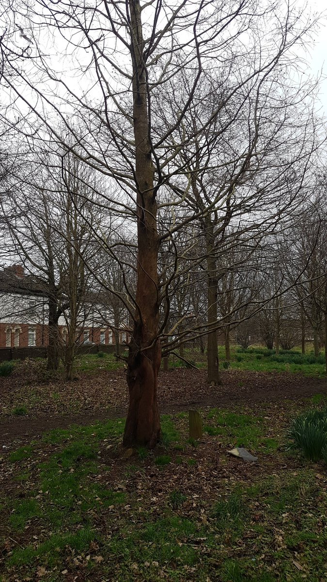 This year is 25th birthday of @Hullccnews Division Road Arboretum 👇 Not a lot of people know that, or even know its there I suspect. Needs some tlc! @Haroldo_HR @CEXHCC #lovetrees @FoEHull