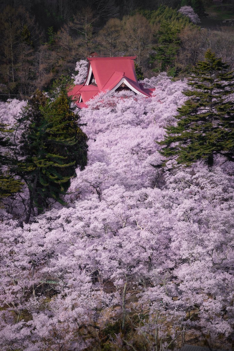 高遠城址公園の桜が美しすぎた！