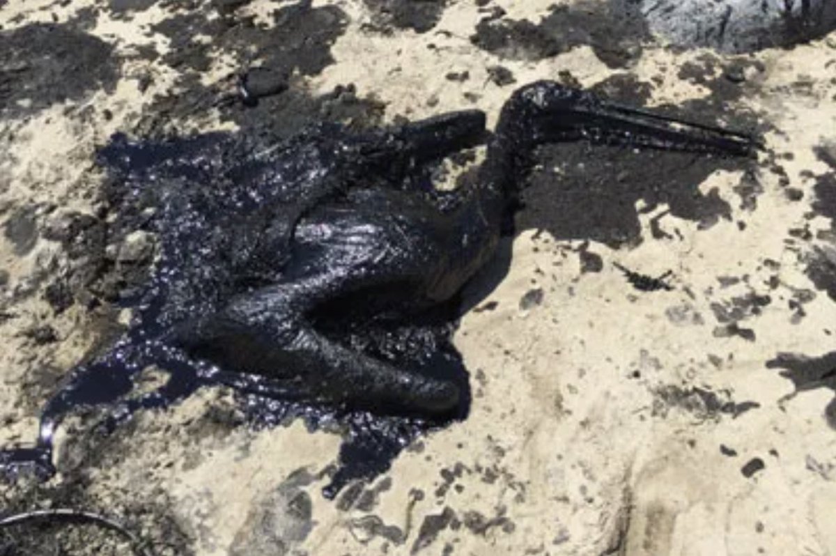 Remember the 2015 oil spill in California? The biggest in decades. Wildlife covered in crude. Beaches polluted. Criminal convictions. Huge settlements.