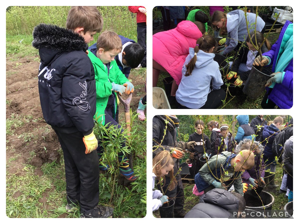 Year 5 dug getting to grips with nature at Forest Farm with @CoedCaerdydd. We planted trees, helped get trees ready for replanting and prepared the soil for more trees! 
It was tree-mendous! #ethicalinformedcitizens