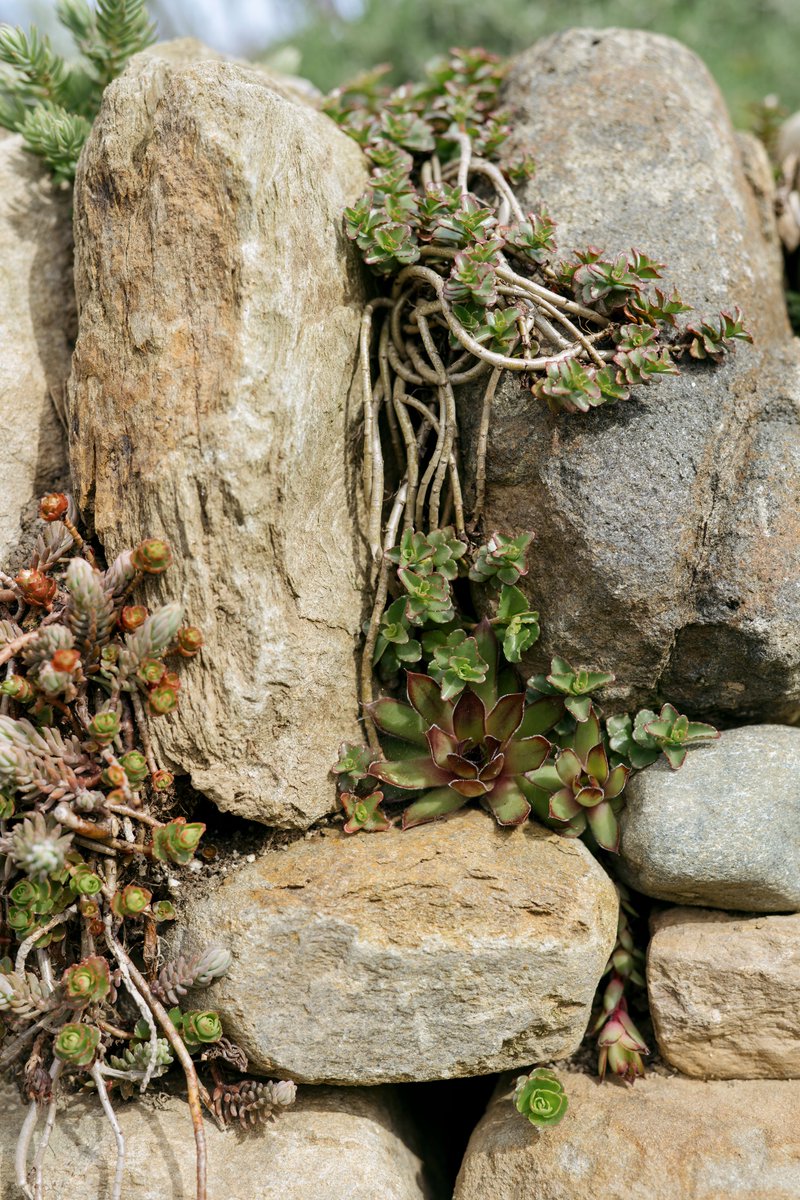Very few things more beautiful than a planted up drystone wall.