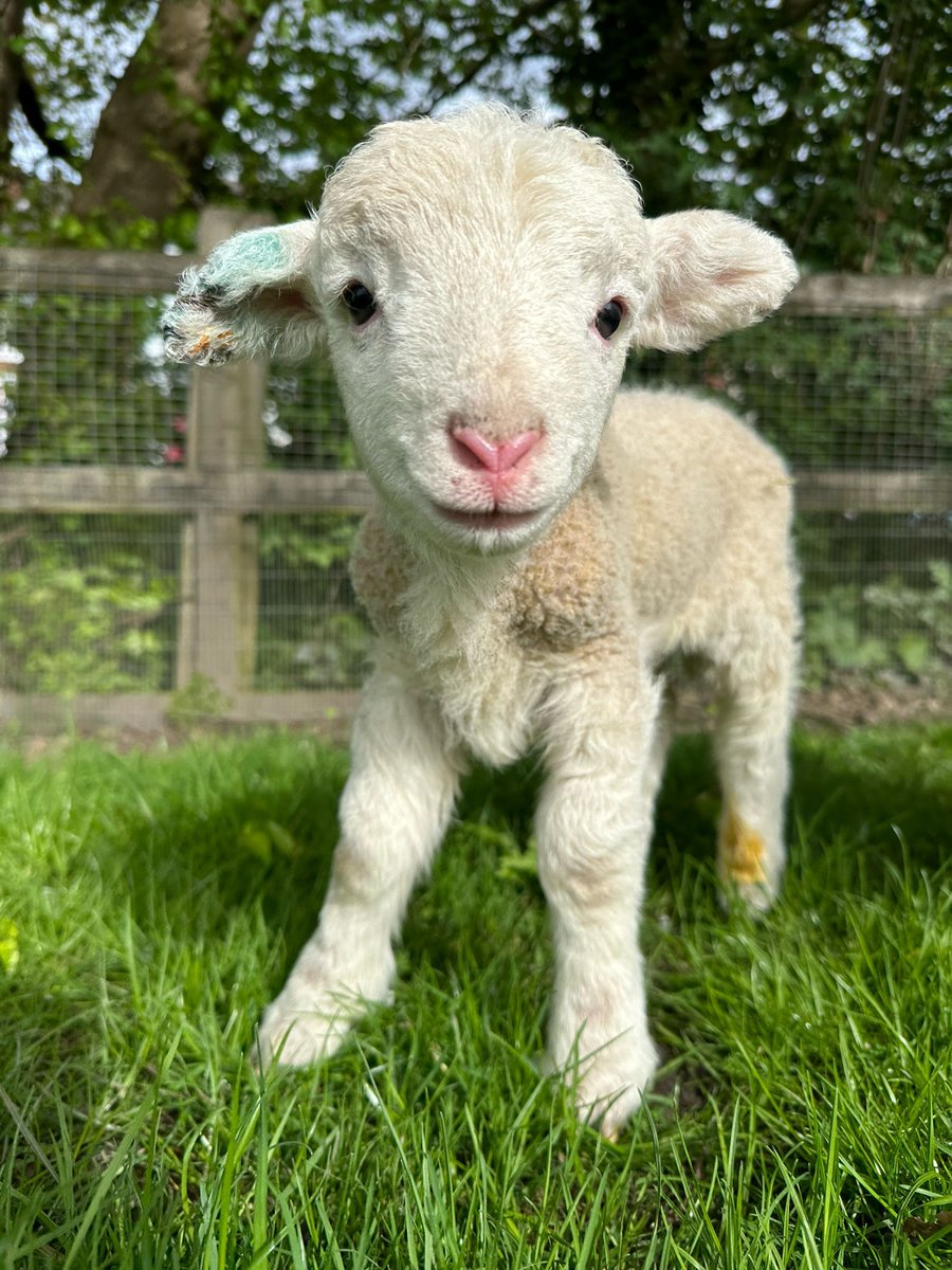 We are open this bank holiday! Why not pop in and visit our new lambs?