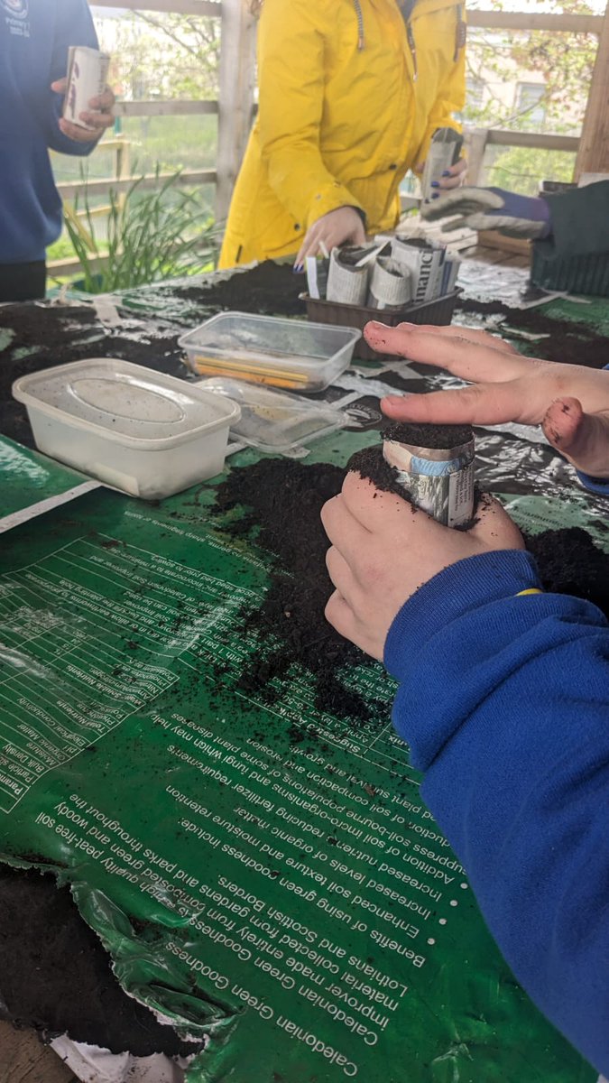 farm_leader's tweet photo. P7 farmers were making newspaper pots today to sow their sunflower seeds. Followed by tasty snacks from our #herb bed. #ThisisLfS @CanalViewPSEdin https://t.co/rriYsPJmh2