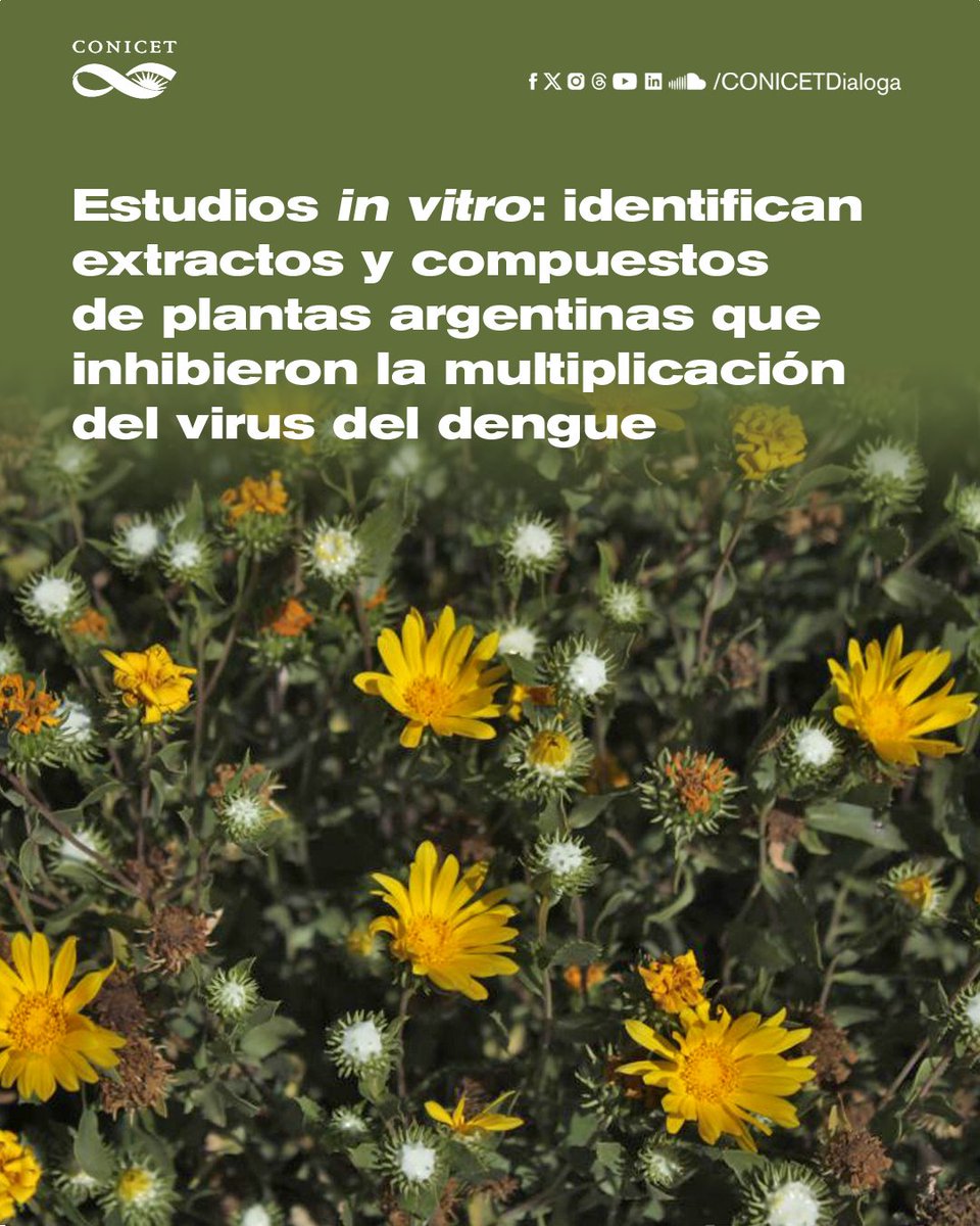 🟠Especialistas del CONICET detectaron extractos y compuestos de origen vegetal que lograron frenar la multiplicación del virus del dengue en estudios in vitro. El estudio abre caminos para el posible desarrollo de fármacos antivirales. #CienciaArgentina conicet.gov.ar/estudios-in-vi…