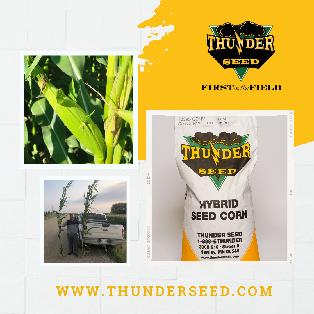 Our hybrid seed varieties constantly perform at high levels. We work to ensure the seed you select from Thunder Seed is a great fit for your soil. thunderseed.com