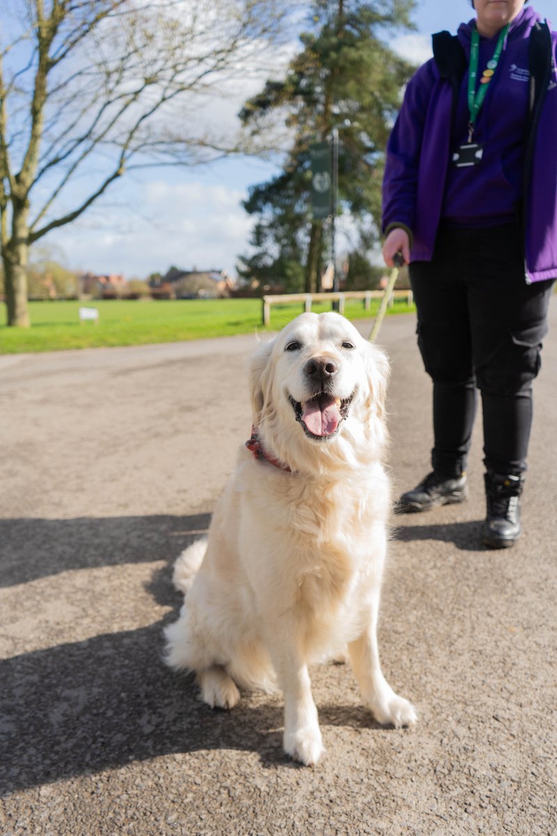 Our animal management students are often out and about on campus with our dogs from the boarding school- sound like your cup of tea? Check out our animal management courses: 🌱 askham-bryan.ac.uk/departments/an… #landbased #dogs #animalmanagement