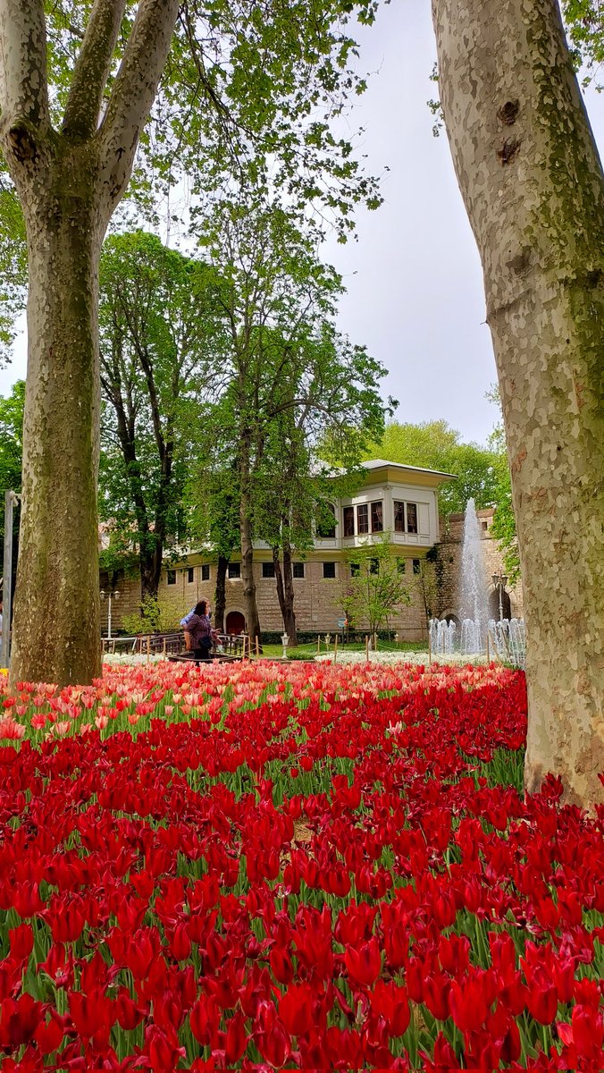 İstanbul'da lale zamanı🌷