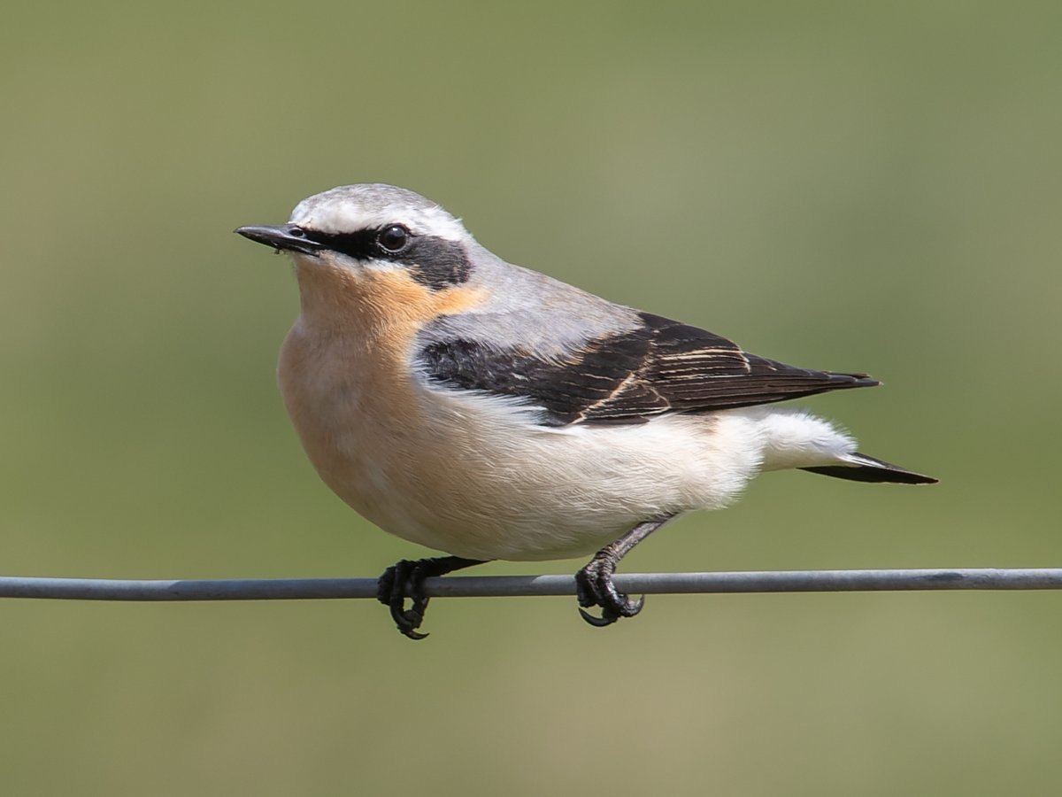 Had a wander around @RSPB_BurtonMere and Burton Point this morning. The highlight was 3 smart summer-plumaged Spotted Sandpipers, but also saw Ruddy Shelduck, Willow Warbler and several Northern Wheatears.