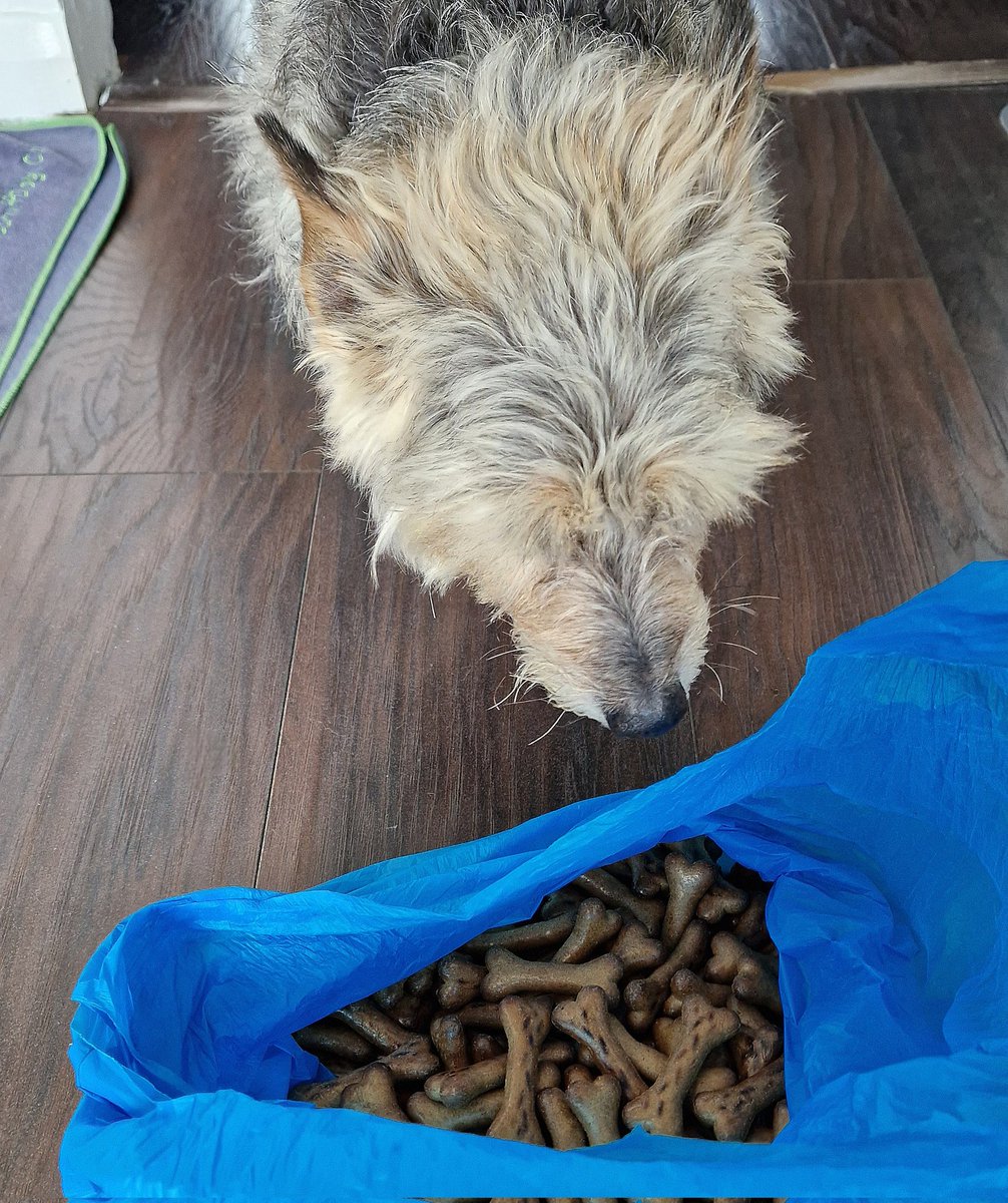 jennystape's tweet image. Our neighbours Ronnie &amp;amp; Russell got me a bagful of gravy bones as a present today 😋 
#BovverBoys #LuckyRupes #Noms