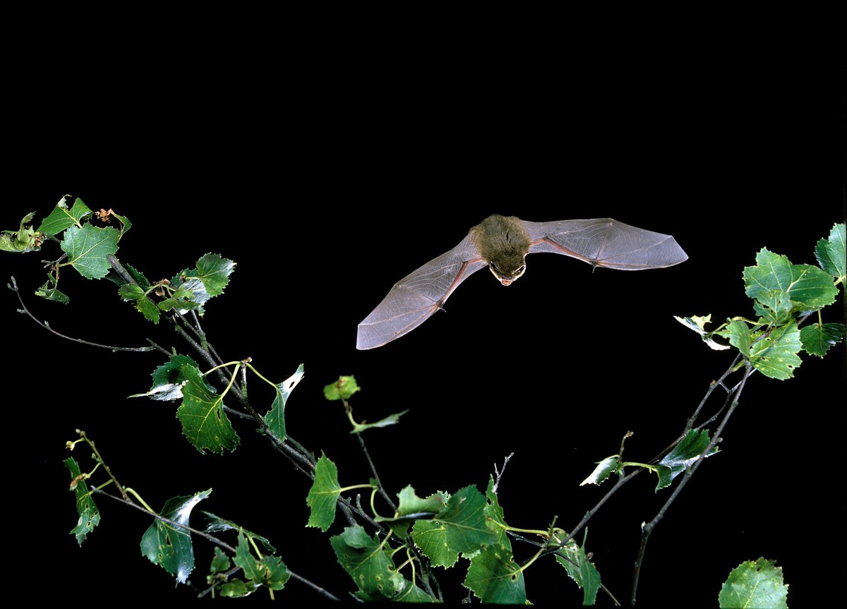 It's #BatAppreciationDay! 🦇 We previously spoke to Jo Ferguson @_BCT_ to see how #roofers can play their part in making sure #bats have the spaces they need to thrive! Read the article on p54 here 👉 roofingtoday.co.uk/wp-content/upl… #roofing