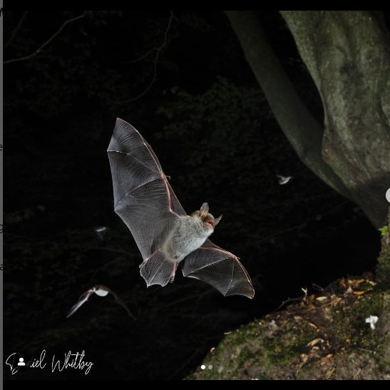 🦇 NE's collaborations with @_BCT_, @UWEBristol, @StirUni, aims to enhance our understanding of bat migration and interactions with offshore windfarms. 🌍 #BatAppreciationDay #ConservationEfforts Photo credit: @bat_cru