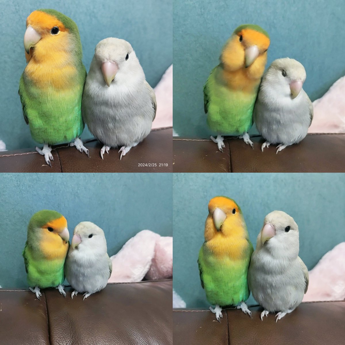 Shirley_meta's tweet photo. I call my bird cucumber. https://t.co/FsCUwiW9R6