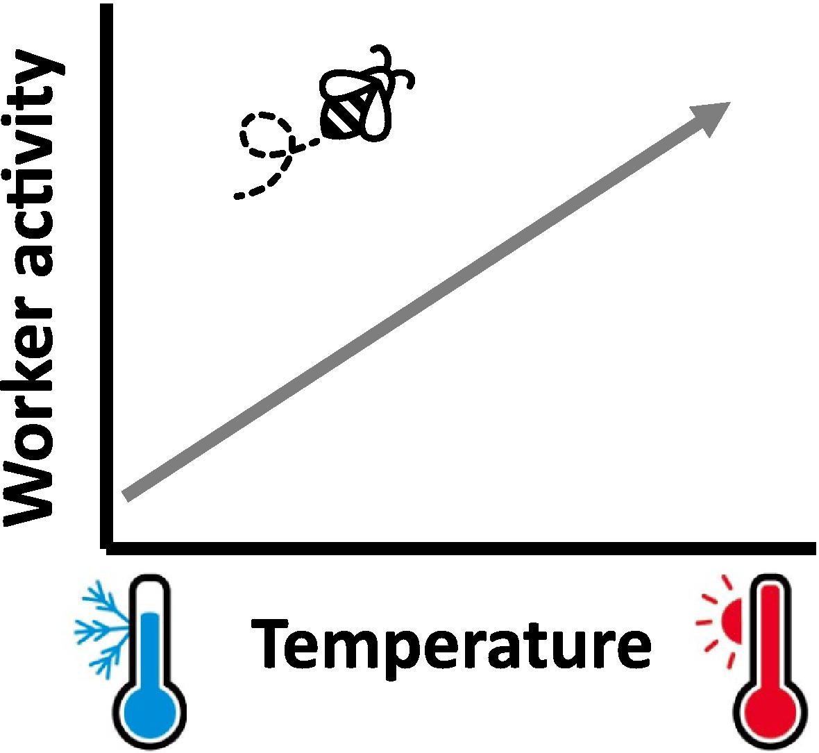 Great to see our new paper out in the Journal of Insect Physiology! 
In it we show that in a controlled glasshouse experiment, honey #bees show an increase in activity and pertebation to colony conditions at higher #temperatures

#pollinators #pollinator

sciencedirect.com/science/articl…