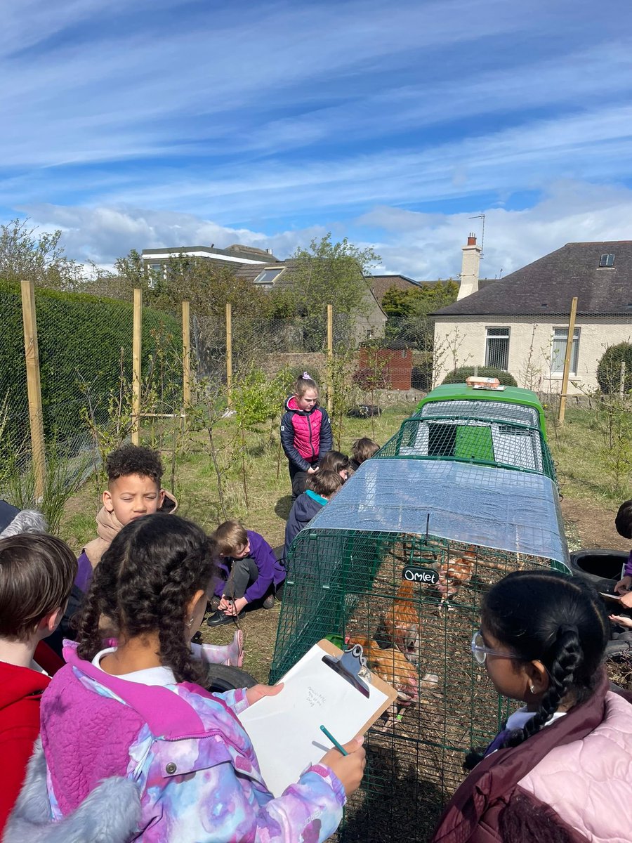 P3a are loving their Chicken Week! As well as caring for the girls, today they designed an obstacle course for their (nearly finished) big run! #skills #outdoorlearning #HWB @LfSScotland @TheRHET @NFUStweets