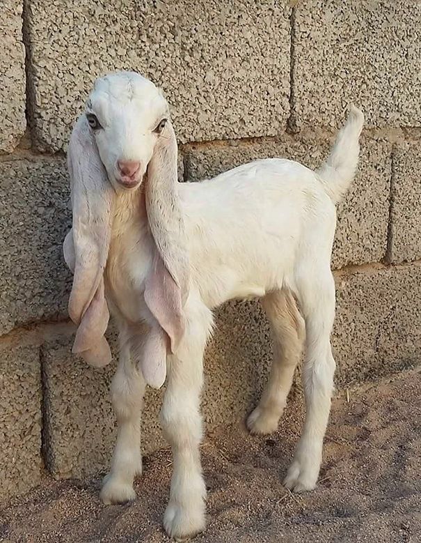 Damascus Goat.