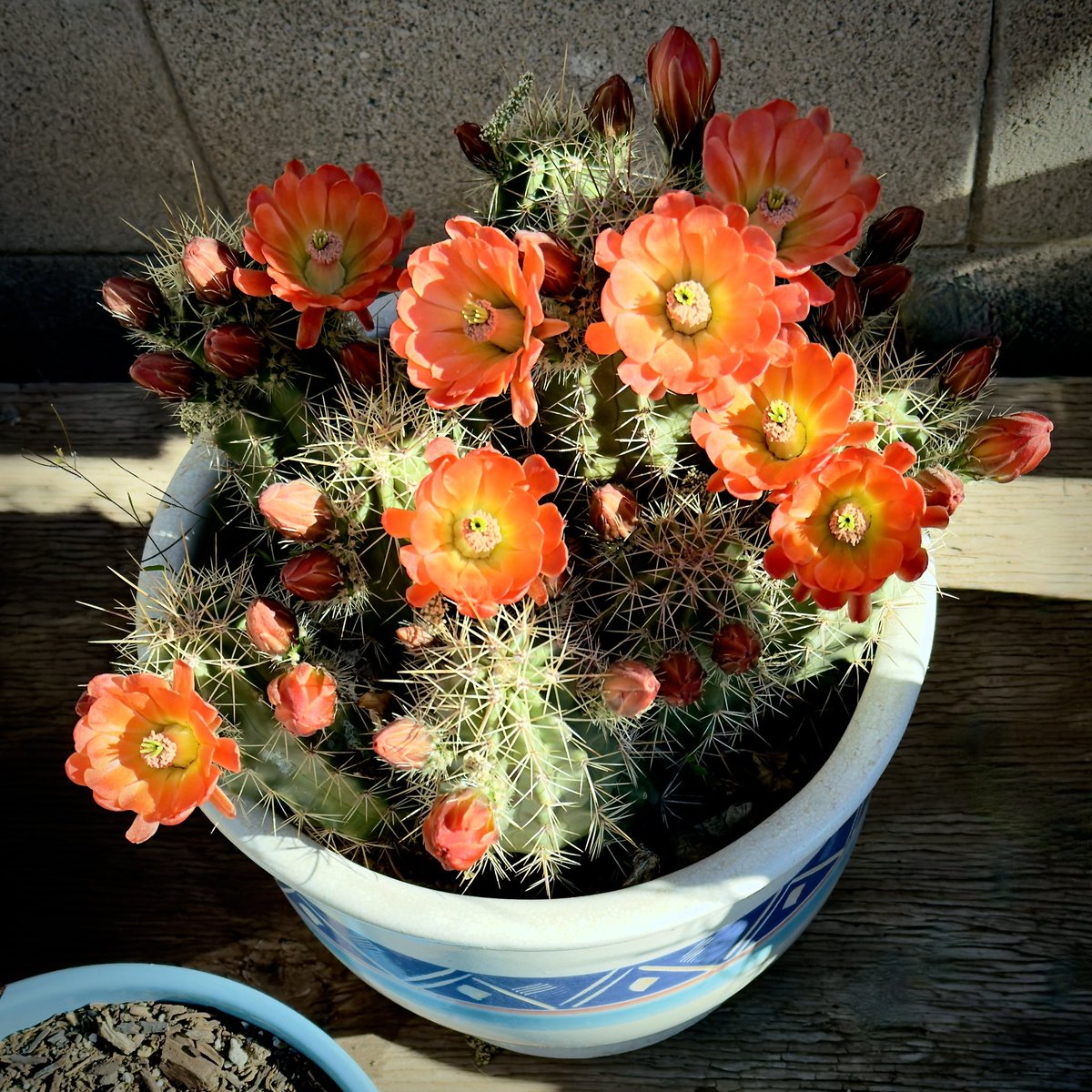 Recently spent a few days in Taos and when I came home I discovered the first cactus bloom of 2024. Such a treat every Spring. More to come. 🙂