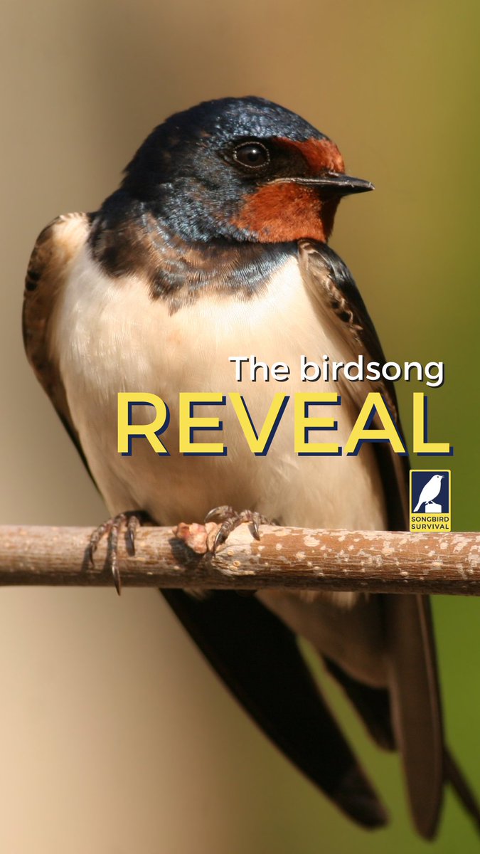 That’s right, it’s a #Swallow! Well done if you guessed it right 👏 Have you spotted a Swallow yet this year?