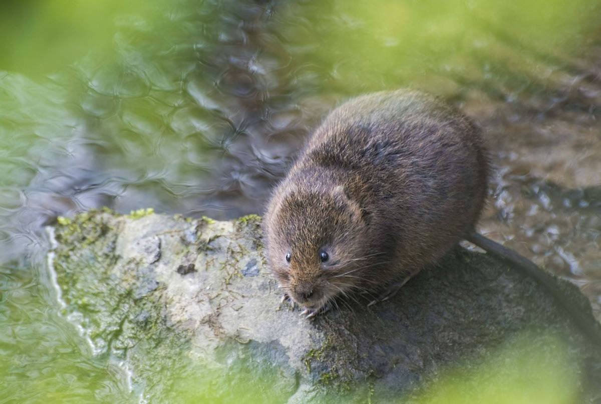 I've still got spaces for my peak district wildlife walk this weekend to see water vole, goosander, dipper and lots more! book now via @naturetrektours naturetrek.co.uk/tours/the-peak…